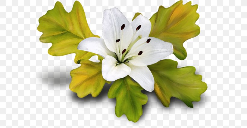Lilium Download, PNG, 600x427px, Lilium, Coreldraw, Designer, Flower, Flowering Plant Download Free