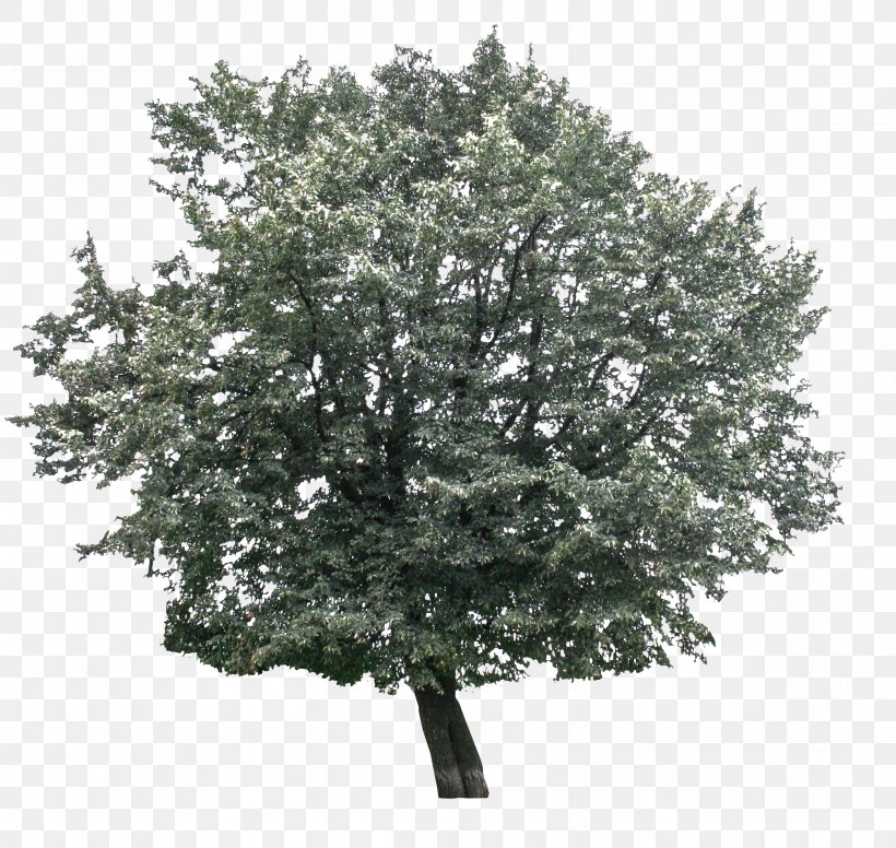 Branch Tree Hornbeam Oak Leaf, PNG, 2304x2181px, 2017, Branch, Evergreen, Fruit, Giant Sequoia Download Free