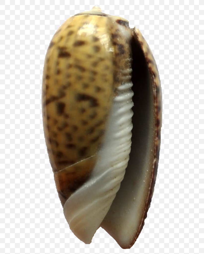Cockle Conchology Seashell Hontza Museoa Museum, PNG, 768x1024px, Cockle, Caracola, Clams Oysters Mussels And Scallops, Conchology, Cone Snails Download Free