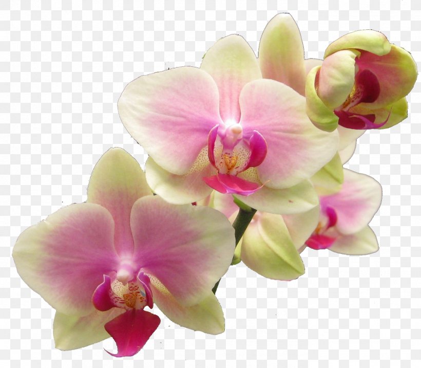 Success With Orchids Popular Orchids Clip Art, PNG, 1391x1216px, Success With Orchids, Boat Orchid, Cattleya Orchids, Cut Flowers, Flower Download Free