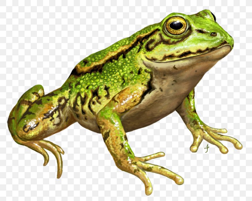 American Bullfrog Amphibians Edible Frog DeviantArt, PNG, 800x654px, American Bullfrog, American Water Frogs, Amphibian, Amphibians, Animal Download Free