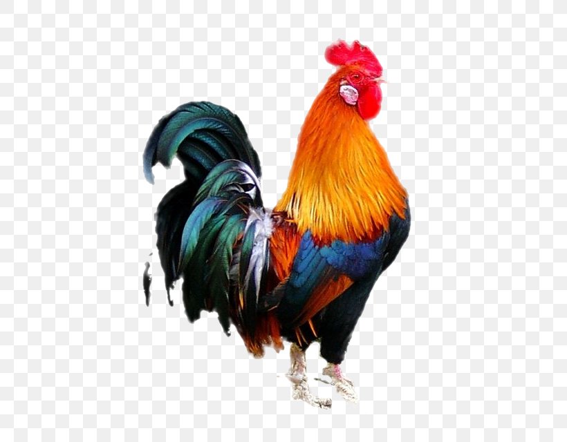 Ayam Cemani Marans Bird Rooster Poultry, PNG, 539x640px, Ayam Cemani, Animal, Beak, Bird, Chicken Download Free