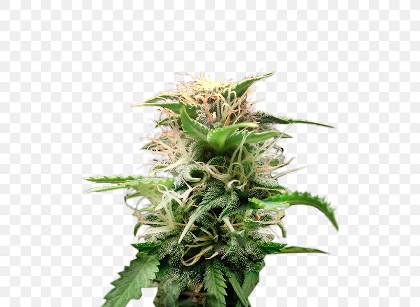 Cannabis Cultivar Hemp Seed Crop Yield, PNG, 550x600px, Cannabis, Crop Yield, Cultivar, Hemp, Hemp Family Download Free
