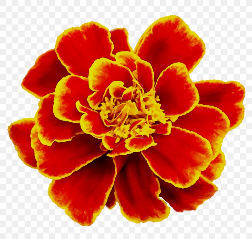 Cut Flowers, PNG, 2231x2121px, Cut Flowers, Carnation, Common Zinnia, English Marigold, Flower Download Free