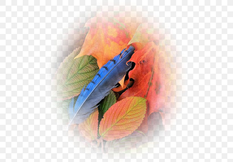 Leaf Tree Clip Art, PNG, 500x571px, Leaf, Actividad, Advertising, Autumn, Blog Download Free