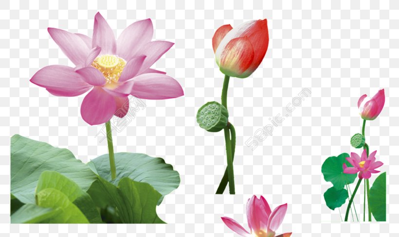 Sacred Lotus Image Vector Graphics Drawing, PNG, 780x488px, Sacred Lotus, Aquatic Plant, Botany, Bud, Drawing Download Free