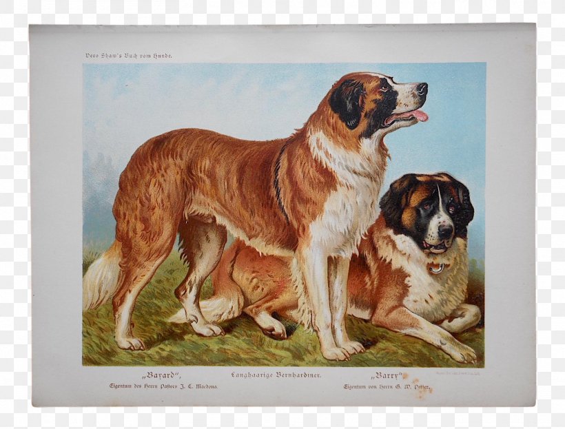 St. Bernard Puppy The Illustrated Book Of The Dog Poster Printing, PNG, 1564x1190px, St Bernard, Art, Carnivoran, Cats Dogs, Chromolithography Download Free