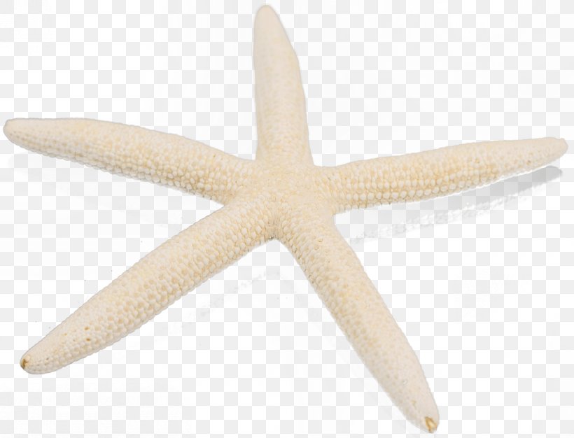 Starfish Marine Invertebrates Echinoderm, PNG, 1280x978px, Starfish, Echinoderm, Invertebrate, Marine Invertebrates Download Free