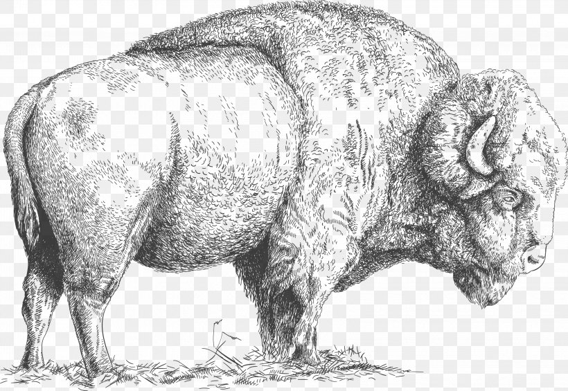 Water Buffalo Clip Art, PNG, 3254x2246px, Water Buffalo, American Bison, Bison, Black And White, Bull Download Free