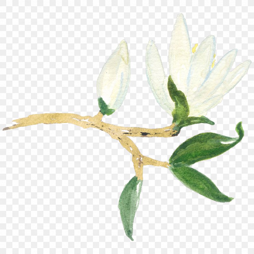 Magnolia YouTube Flower Clip Art, PNG, 1600x1600px, Magnolia, Branch, Bud, Floral Design, Flower Download Free