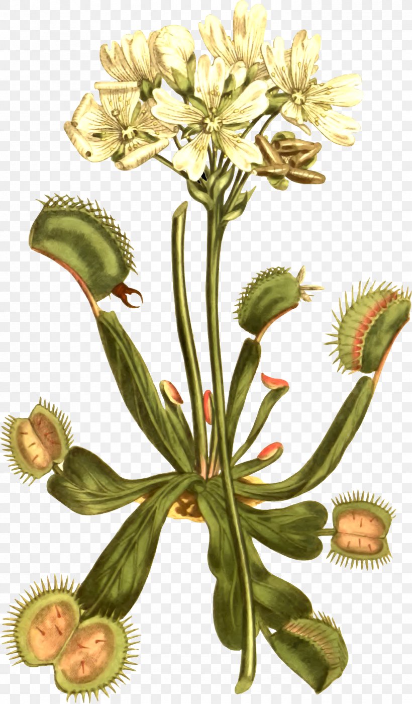 Venus Flytrap Carnivorous Plant Botany Botanical Illustration, PNG, 1392x2377px, Venus Flytrap, Botanical Illustration, Botany, Carnivorous Plant, Caryophyllales Download Free