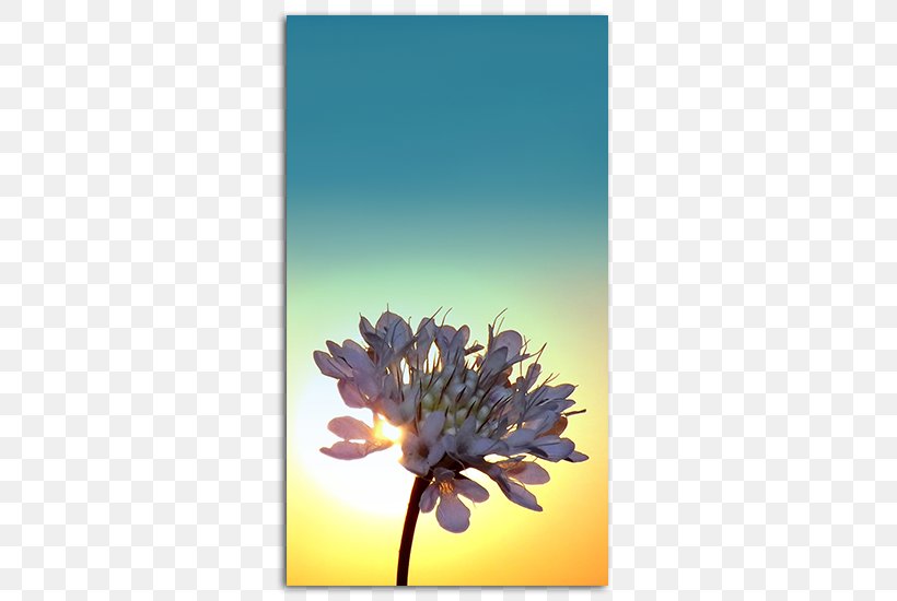 Desktop Wallpaper IPhone 5 Screensaver High-definition Video, PNG, 485x550px, 4k Resolution, Iphone 5, Display Resolution, Flora, Flower Download Free