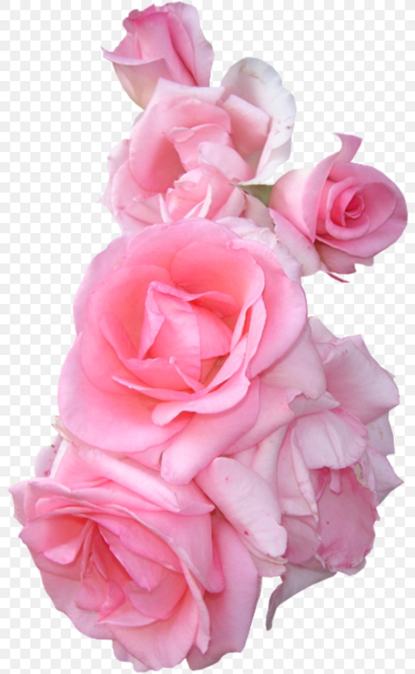 Garden Roses Flower Bouquet, PNG, 800x1330px, Rose, Artificial Flower, Blue Rose, Cut Flowers, Floral Design Download Free