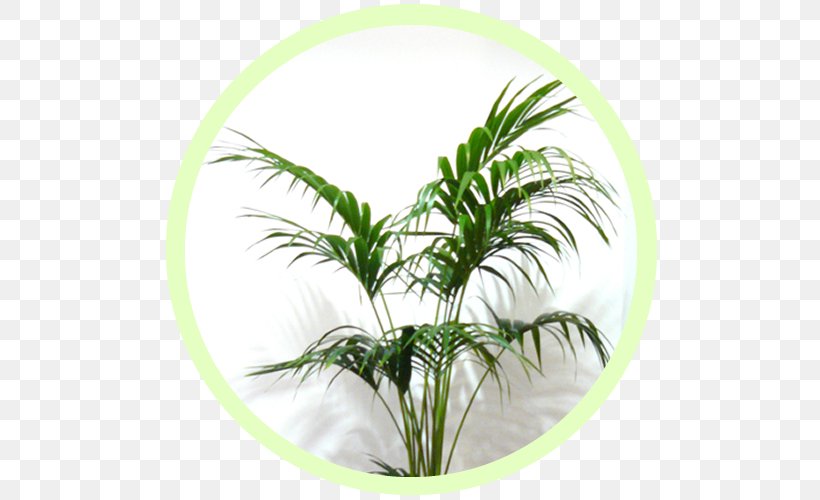 Arecaceae Houseplant Flowerpot Green Wall, PNG, 500x500px, Arecaceae, Air Pollution, Arecales, Email, Email Address Download Free