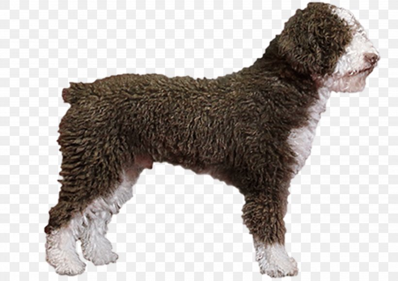 Barbet Spanish Water Dog American Water Spaniel Portuguese Water Dog Lagotto Romagnolo, PNG, 3508x2480px, Barbet, American Water Spaniel, Carnivoran, Dog, Dog Breed Download Free