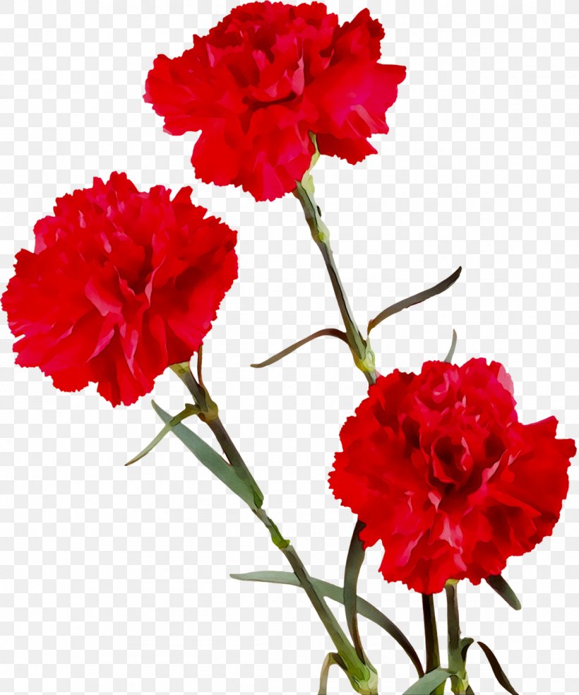 Carnation Cut Flowers Four O'clocks Herbaceous Plant Plant Stem, PNG, 1158x1391px, Carnation, Annual Plant, Artificial Flower, Caryophyllales, Common Peony Download Free