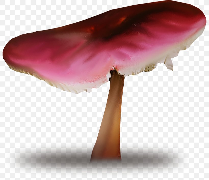 Edible Mushroom Fungus Common Mushroom, PNG, 800x707px, Edible Mushroom, Blog, Common Mushroom, Fungus, Medicinal Fungi Download Free