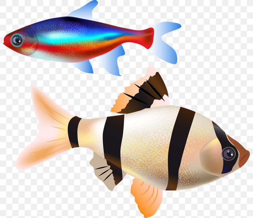Fish Clip Art, PNG, 800x706px, Fish, Blog, Coral Reef Fish, Fish Gill, Marine Biology Download Free