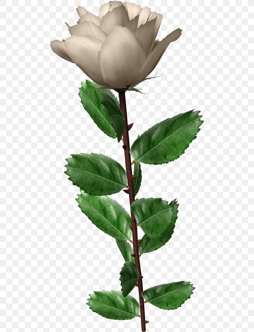 Garden Roses Centifolia Roses Flower, PNG, 500x1072px, Garden Roses, Branch, Bud, Centifolia Roses, Display Resolution Download Free