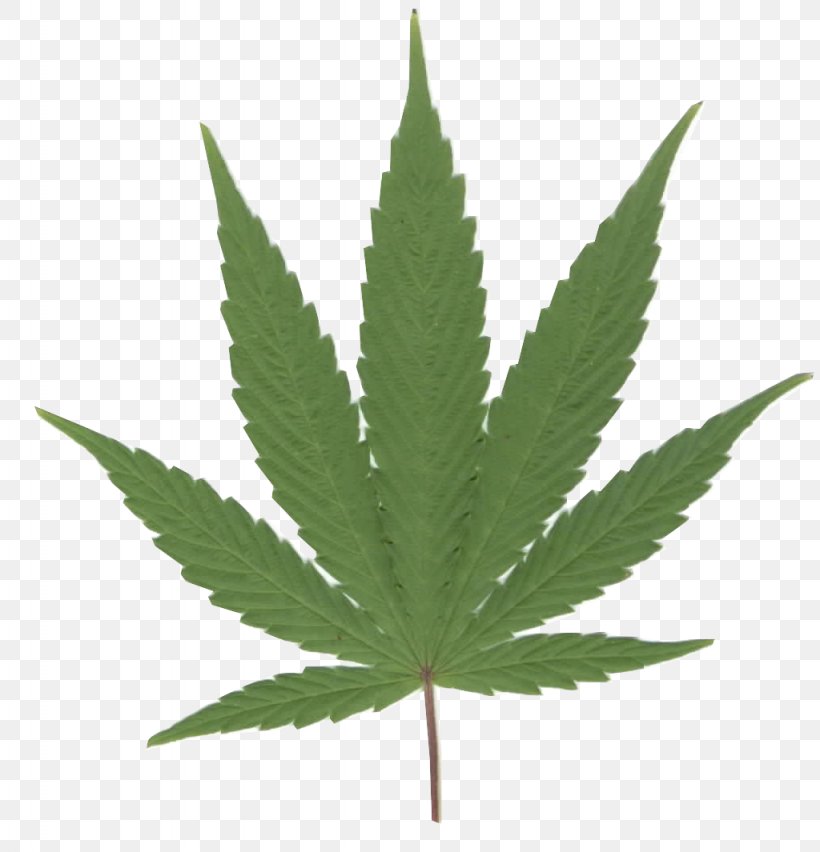 Cannabis Smoking Cannabis Sativa Hashish Medical Cannabis, PNG, 1024x1065px, Cannabis, Blunt, Cannabis Sativa, Cannabis Smoking, Drawing Download Free