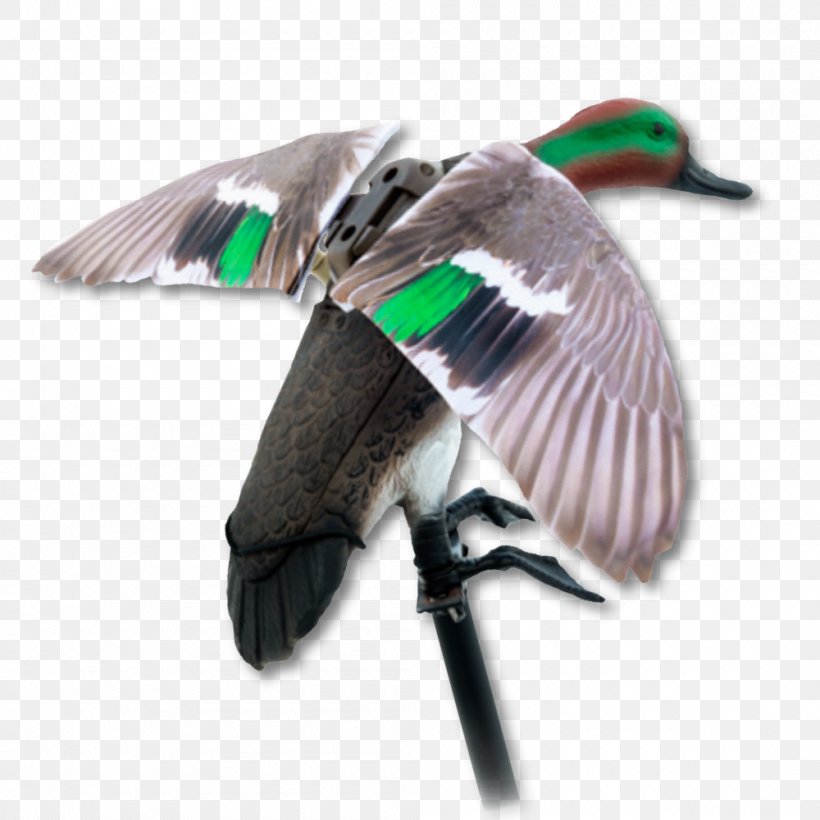 Mallard Goose Duck Feather Beak, PNG, 1000x1000px, Mallard, Beak, Bird, Duck, Ducks Geese And Swans Download Free