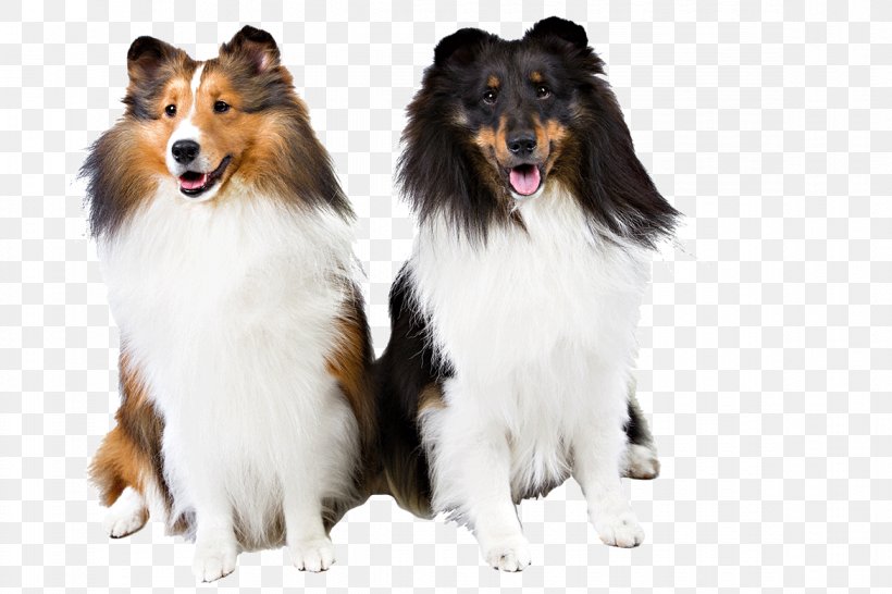 Rough Collie Shetland Sheepdog Dog Breed Scotch Collie Companion Dog, PNG, 1170x780px, Rough Collie, Breed, Carnivoran, Collie, Companion Dog Download Free