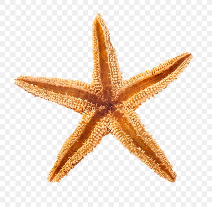 Starfish Playa De La Arena Beach Of La Concha Seashell, PNG, 800x800px, Starfish, Beach, Beach Of La Concha, Echinoderm, Invertebrate Download Free