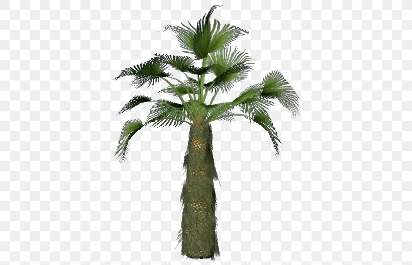 Asian Palmyra Palm Trachycarpus Fortunei Attalea Speciosa Arecaceae Tree, PNG, 750x527px, Asian Palmyra Palm, Arecaceae, Arecales, Attalea, Attalea Speciosa Download Free