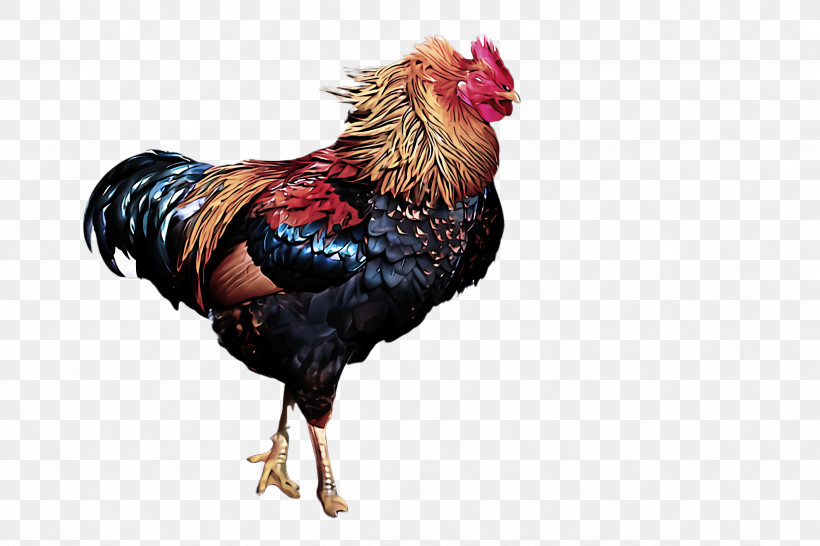 Chicken Bird Rooster Comb Poultry, PNG, 2448x1632px, Chicken, Beak, Bird, Comb, Fowl Download Free