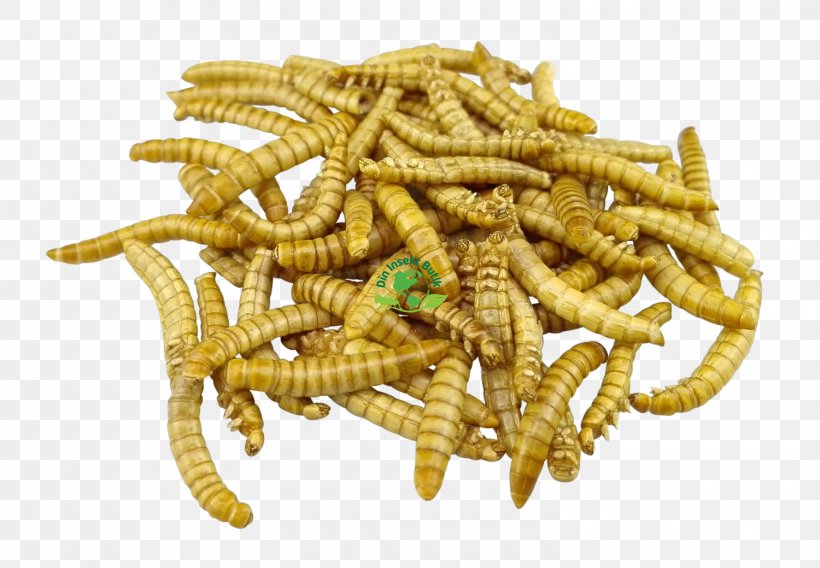 Mealworm Insect Larva Food Ragout, PNG, 1500x1040px, Mealworm, Boat, Book, Caterpillar, Cooking Download Free