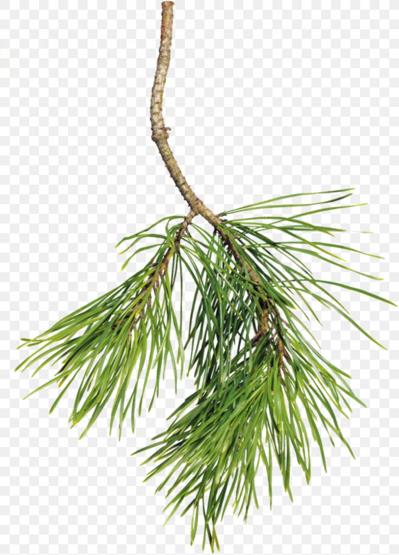 Spruce Pine Raster Graphics Clip Art, PNG, 835x1163px, Spruce, Branch, Christmas Ornament, Conifer, Digital Image Download Free