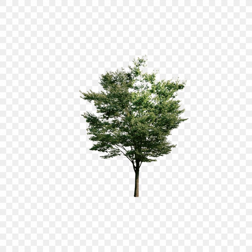 Tree Euclidean Vector Resource, PNG, 3000x3000px, Tree, Branch, Camphor Tree, Grass, Gratis Download Free