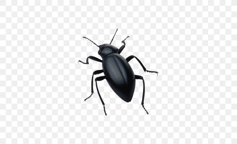 Beetle Silhouette Software Bug Clip Art, PNG, 500x500px, Beetle, Arthropod, Bed Bug, Drawing, Dung Beetle Download Free