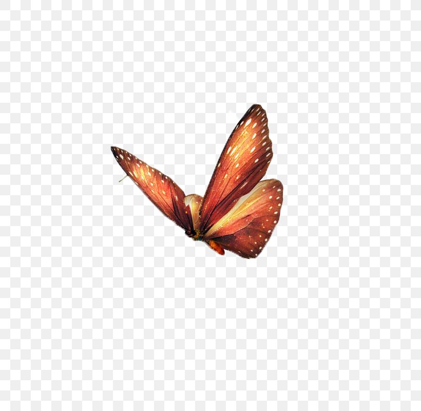 Butterfly Papillon Dog Insect, PNG, 800x800px, Butterfly, Animal, Arthropod, Butterflies And Moths, Foot Download Free