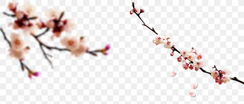Chinese New Year Computer File, PNG, 2391x1020px, Chinese New Year, Blossom, Branch, Cherry Blossom, Data Download Free