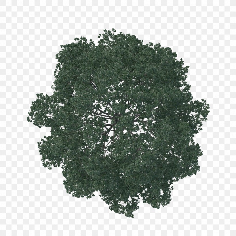 English Oak Tree Architecture Pine Landscape, PNG, 1688x1688px, English Oak, Architecture, Artificial Christmas Tree, Grass, Landscape Download Free