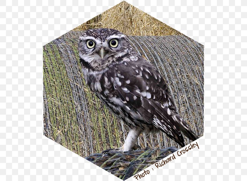 Great Grey Owl Little Owl Bird, PNG, 600x600px, Owl, Beak, Bird, Bird Of Prey, Fauna Download Free