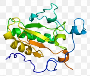 Hedgehog Signaling Pathway Sonic Hedgehog Cyclopamine Cell Signaling ...