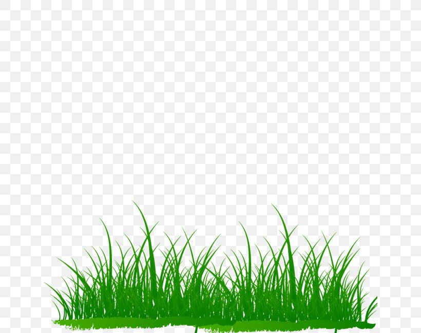 Microchloa Download, PNG, 650x650px, Microchloa, Copyright, Grass, Grass Family, Grasses Download Free
