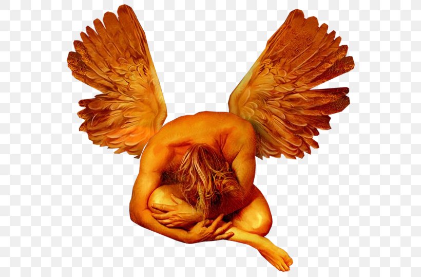 Photography Angel Man, PNG, 576x539px, Photography, Angel, Blog, Chicken, Emotion Download Free