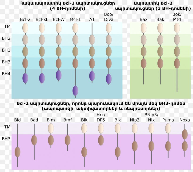 Protein Pattern Product Design Angle Purple, PNG, 2601x2328px, Protein, Apoptosis, Diagram, Election, Mobile Phones Download Free