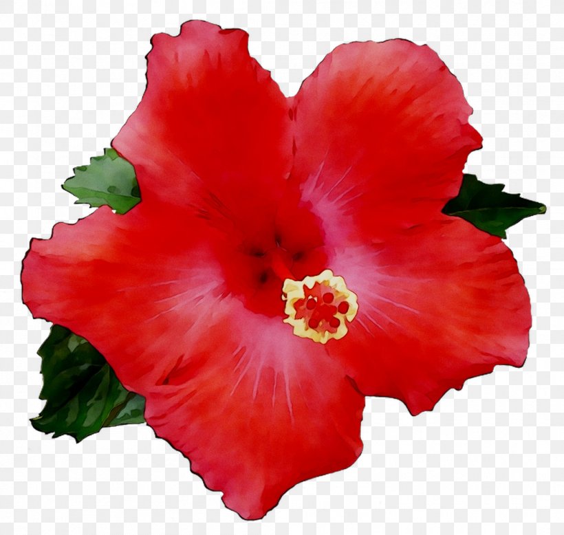 Shoeblackplant Annual Plant Herbaceous Plant Plants Rosemallows, PNG, 1042x989px, Shoeblackplant, Annual Plant, China Rose, Chinese Hibiscus, Flower Download Free