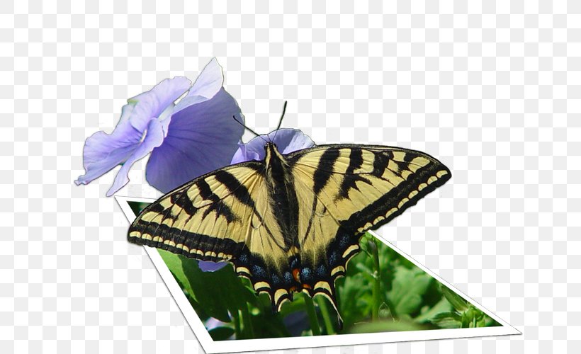 Brush-footed Butterflies Old World Swallowtail Glasswing Butterfly Image, PNG, 667x500px, Brushfooted Butterflies, Arthropod, Brushfooted Butterfly, Butterflies, Butterfly Download Free