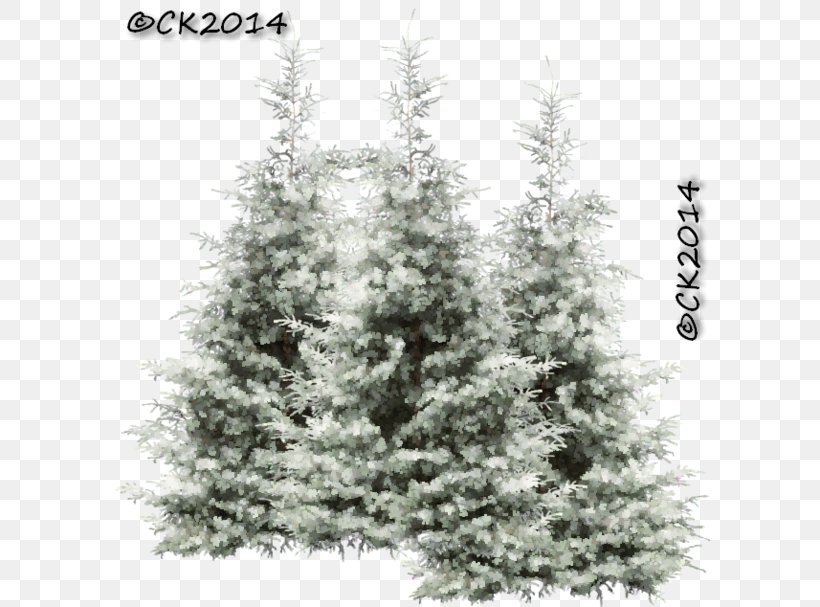 Christmas Black And White, PNG, 600x607px, Spruce, American Larch, Arizona Cypress, Balsam Fir, Branch Download Free