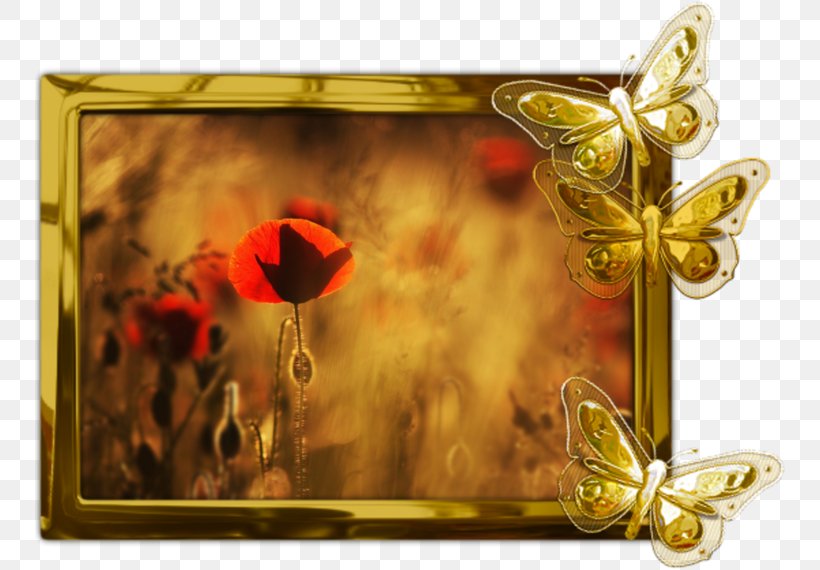 Common Poppy Desktop Wallpaper Desktop Metaphor Remembrance Poppy, PNG, 750x570px, Poppy, Butterfly, Common Poppy, Desktop Metaphor, Flower Download Free