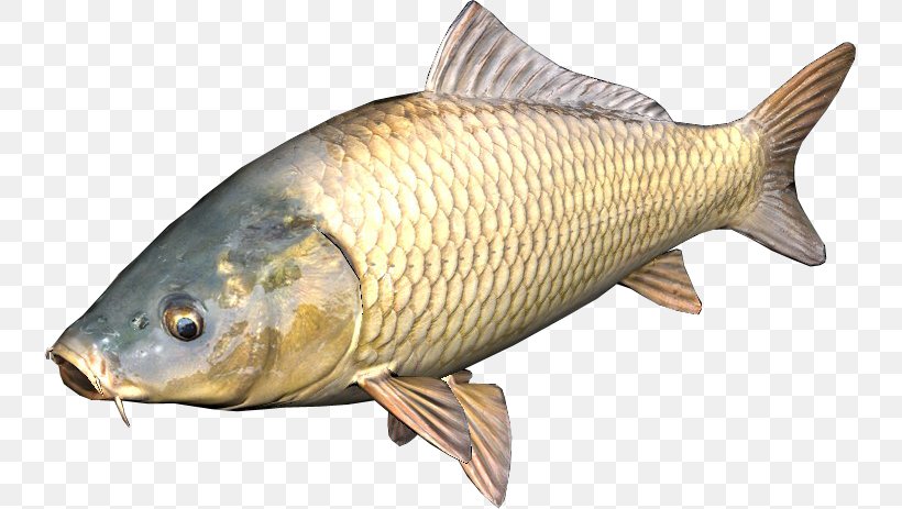 DayZ Common Carp Fish, PNG, 737x463px, Dayz, Angling, Animal Source Foods, Bony Fish, Carp Download Free