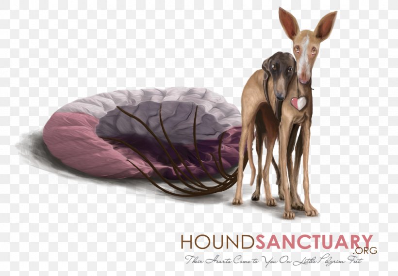 Ibizan Hound Spanish Greyhound Afghan Hound Borzoi Podenco Canario, PNG, 1024x713px, Ibizan Hound, Afghan, Afghan Hound, Borzoi, Fauna Download Free
