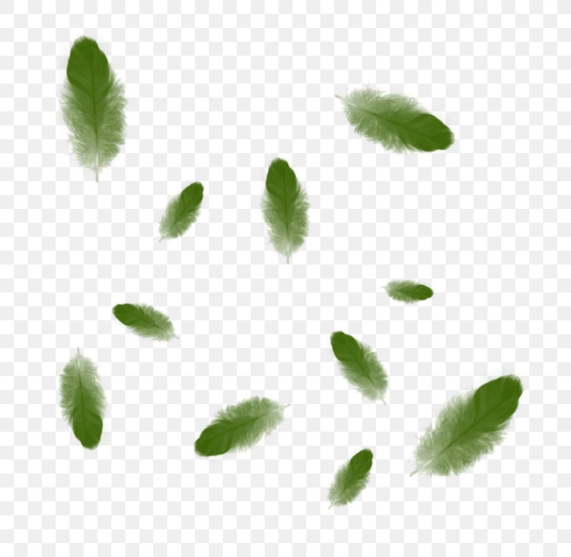 Green Leaf Color Clip Art, PNG, 800x800px, Green, Blue, Brown, Color, Feather Download Free