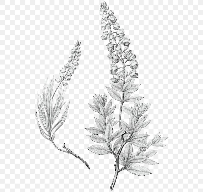 Lupinus Texensis Bluebonnet Drawing Texas, PNG, 553x774px, Lupinus Texensis, Black And White, Bluebonnet, Branch, Coloring Book Download Free
