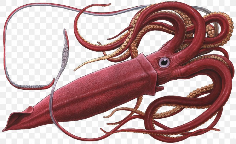 Octopus Giant Squid Colossal Squid Clip Art, PNG, 1600x974px, Octopus, Cephalopod, Coleoids, Colossal Squid, Giant Squid Download Free